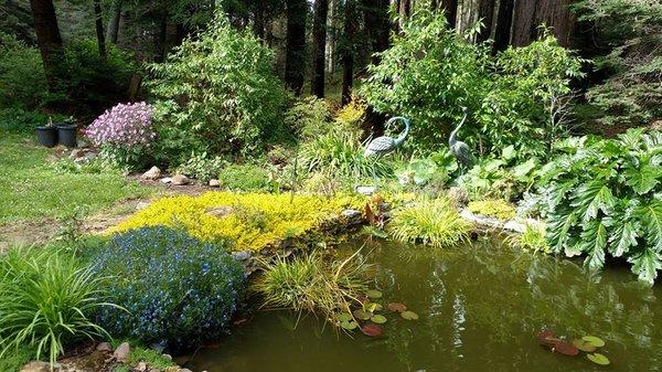 Pond in Bailey's backyard, set in the redwoods.  Designed and built by Jim.