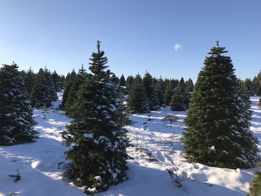 All fresh cut trees!   just point to a tree and they do the rest! So much fun going out to the country side!