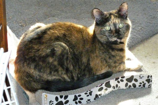 Lily enjoying the warmth of the sun on a scratch pad