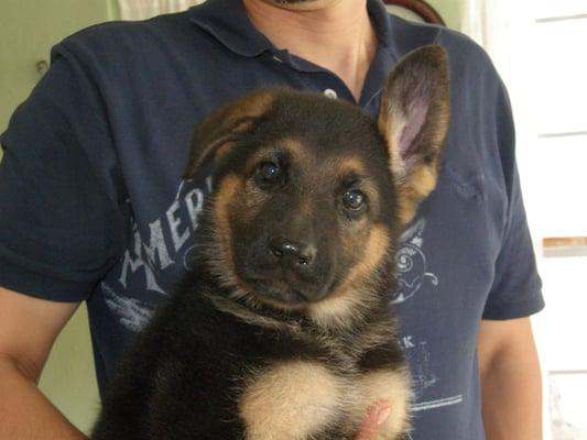 AKC German Shepherd pup at 6 wks.