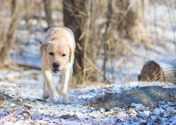 Practicing off-leash recall in the snow