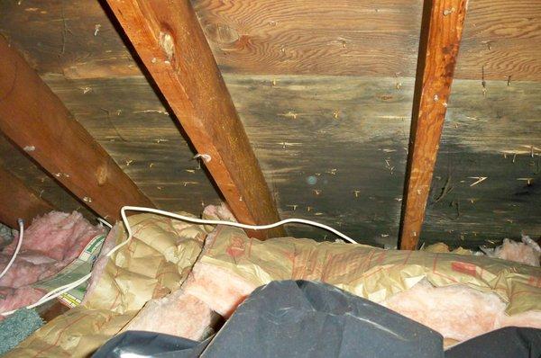 Attic mold