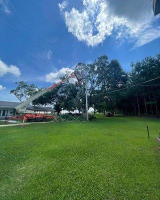 We were removing several large trees from this property.