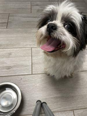 Snoopy patiently waiting to be examined, staff is very helpful and friendly . They provided him with a bowl of water