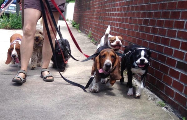 Small doggy brigade!