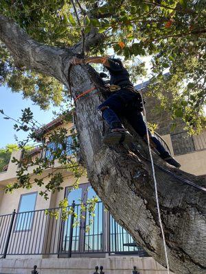 Tree and landscape lighting installation underway.  Perfect year round outdoor lighting for the largest of grand old oak trees like this one