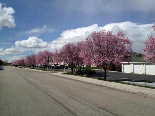 Spring time at Aspen Hills