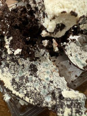 Mold growing on chocolate covered cake. This is the chocolate shell. There's mold under it.