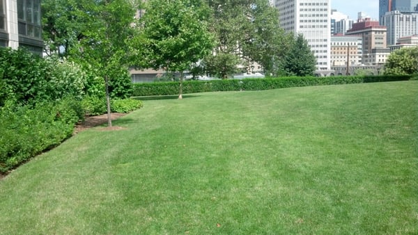 Luscious Lawn on Roosevelt Island