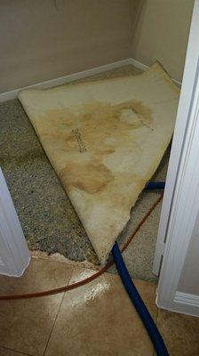 Have your pets taken control of your closet? Let Ric at Steam Master repair your carpet disasters!