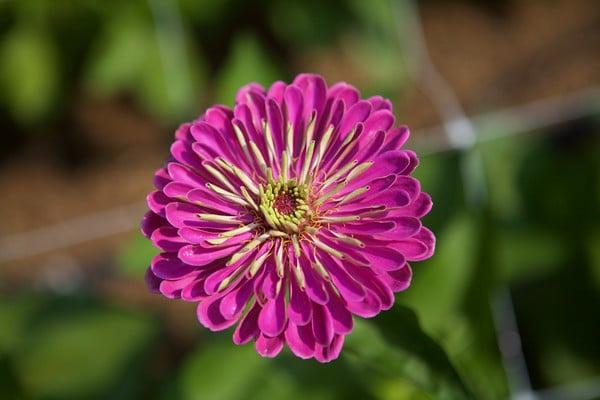 Hattie's Garden