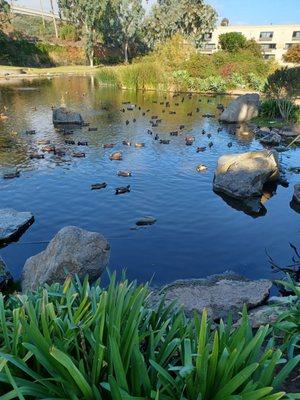 Lots of duckies in the pond.