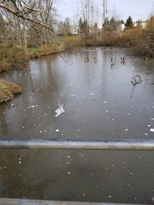 Frozen pond