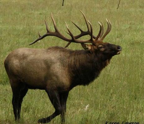 Bugling elk by Karen Lawson https://www.facebook.com/GreatSmokyMountainsAssociation