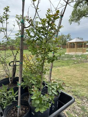 Crepe Myrtles and Chinese Pistache trees to be planted  3/2024