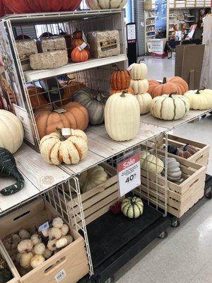 Lots lots of pumpkins plus your coupons