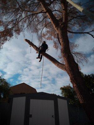 Removing a big pine tree carefully