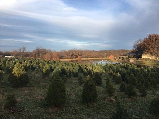 The Christmas trees available to cut down yourself or there are precut trees available when you walk in.