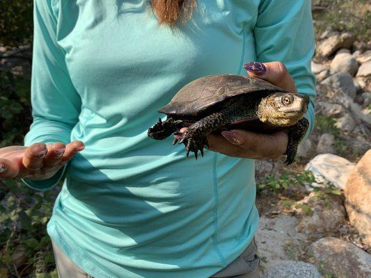 Big Creek 4 FERC mitigation monitoring, eastern Fresno County. Western Pond Turtle logging.