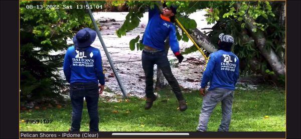 Stripping g our fruit tree for themselves