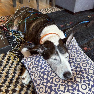 Dr. Gardner's patient, Gino, likes to rest his head on a pillow during his acupuncture treatments.