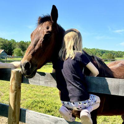 Horses excel in non-verbal communication, another skill that our sessions focus on building.