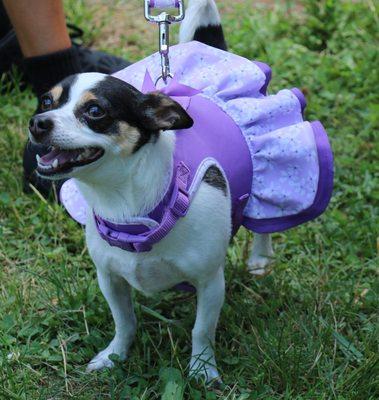 Dogs are welcome at the Farmers' Market -- dress is optional!