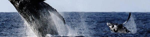 Whale Watching Big Island, Hawaii