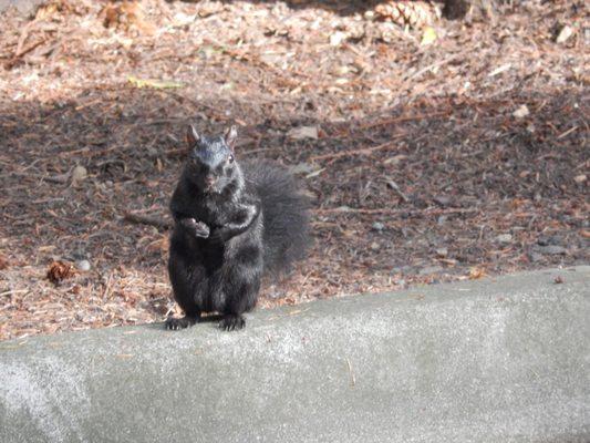 Friendly black squirrel looking at me, Wednesday 20 September 2023.