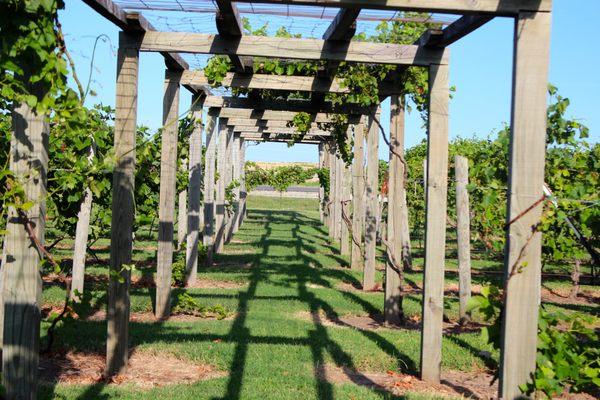 Vineyard Arbor ... great location for outdoor receptions and wine tastings.