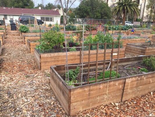 Many beautiful garden beds