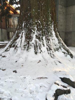 Giant Cedar north of library.