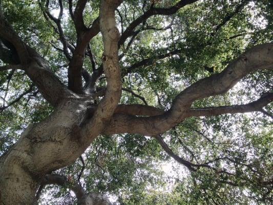 The Live Oak is our law firm symbol.  It represents what we strive to achieve - strength, grace, loyalty and longevity.