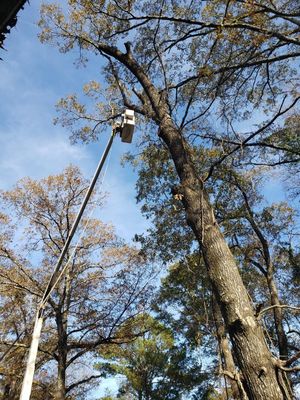 Cutting tree limb