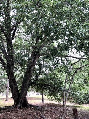 No amenities at this small park, but plenty of room for frisbee or a picnic.