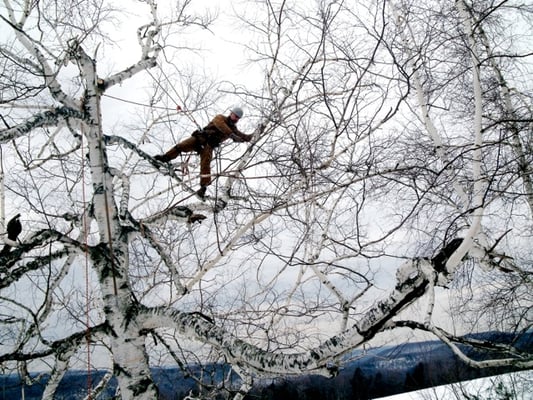 Jim pruning a mature birch tree.  Winter can be a great time to prune trees & shrubs.