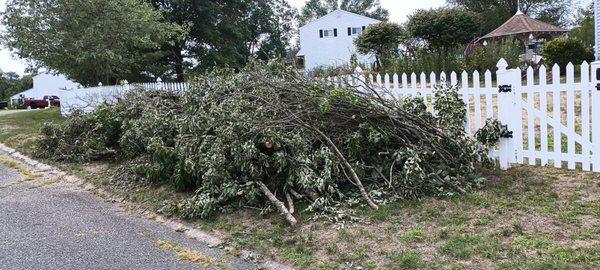 Branch/ tree removal