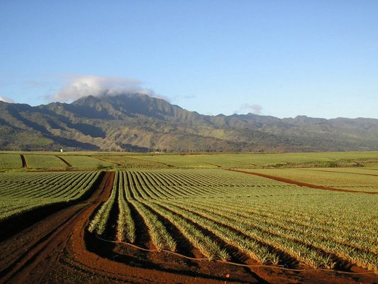 A view of our pineapple fields