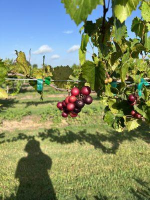 Muscadine grapes