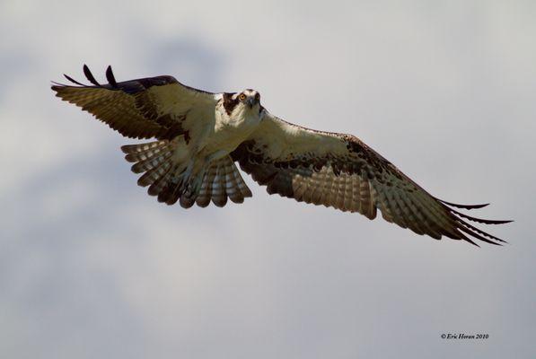 Osprey fishing over the boat