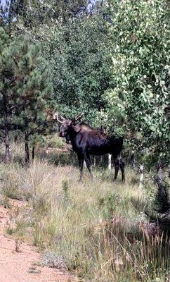 Saw this Bull moose while walking a dog.