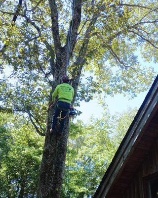 Professional Tree Trimming by DJ Tree Service, LLC