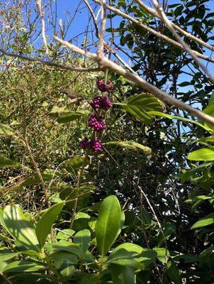 Beauty berry- native to FL