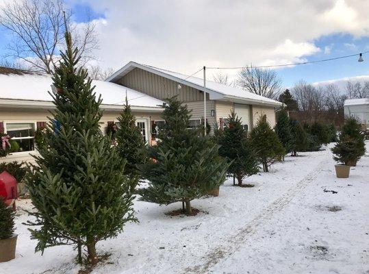 'Tis the season to sell Christmas trees!