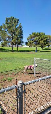 Dutchess loves horseshoes