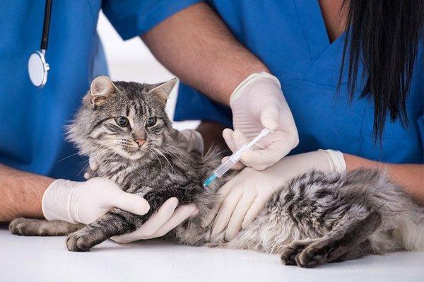 Wyoming Veterinarian Center