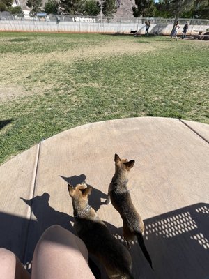 Nervous, but curious dogs. It's been years since they've been at a park, so this was the first time in awhile. They did so much better!