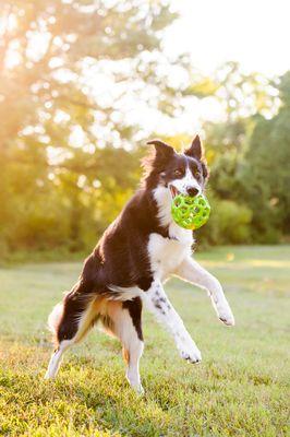 Score! Your dog will love playing fetch with us.