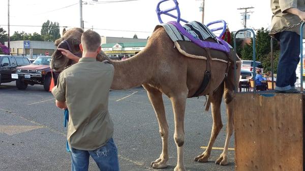 Camel rides