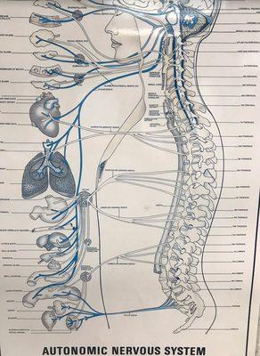 A photo that illustrates how the nerves go through your spine.